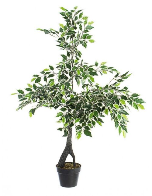 BIZZOTTO RASTLINA FICUS VARIEGATO C-LONČEK X760F H120