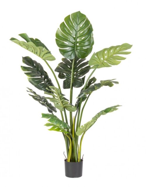 BIZZOTTO FILODENDRON RASTLINA C-VAZA 13 LISTOV H150