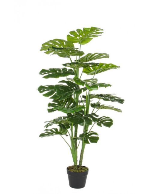 BIZZOTTO FILODENDRON RASTLINA C-VAZA 23 LISTOV V120CM