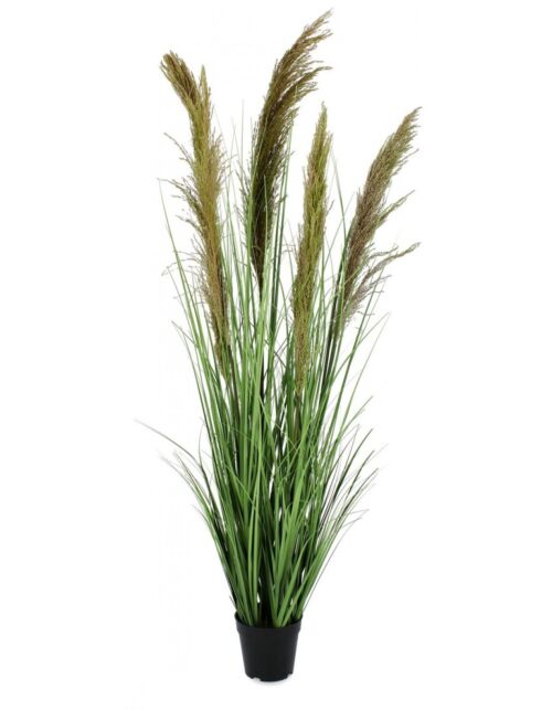 BIZZOTTO RASTLINA CARINE PAMPAS VERD MARR C-VA H145